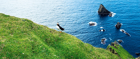 Puffins are very common in the Shetland Islands