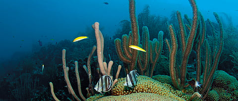 The corals of Watamu