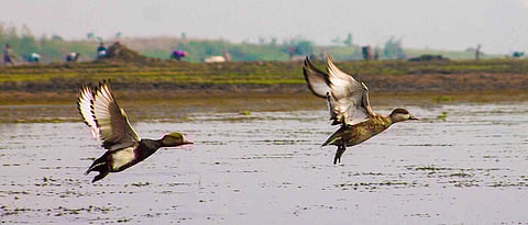 Top Offbeat Birding Spots For Your 2025 Adventure