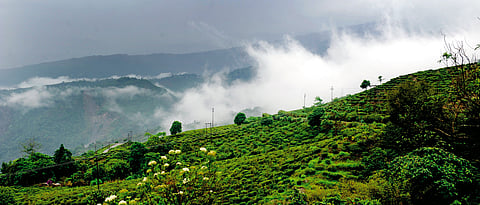 Kurseong Misty Mountain Hop