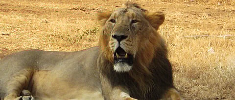 Madhya Pradesh Kuno-Palpur Wildlife Sanctuary