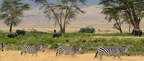Tanzania Safari with family