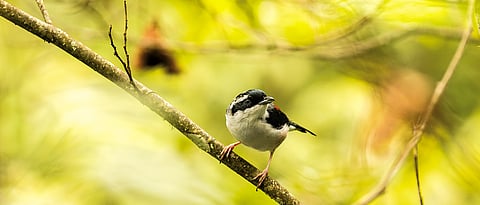 Eaglenest Wildlife Sanctuary is a birder's dreams come true