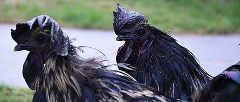 Kadaknath