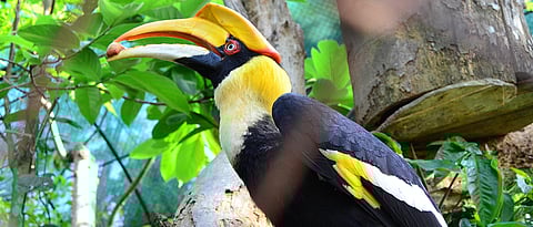 The great Indian hornbill at Nagaland Zoological Park, Nagaland