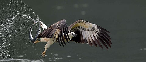 A white-bellied sea eagle with its prey