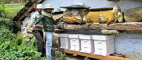 There are efforts to revive beekeeping in Devalsari