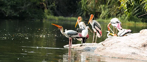 Bird Sanctuaries In Uttar Pradesh