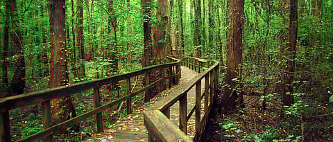 Interior of the Mahim Nature Park credits Crazy Holidays