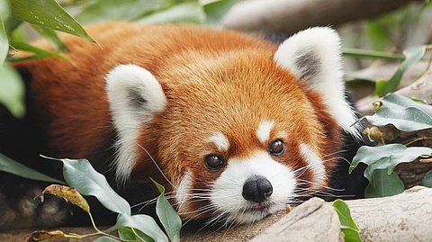 The endangered red panda is found in the forests of Arunachal Pradesh