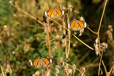 The striped tiger danausgenutia nymphalidae species spotted around Mumbai
