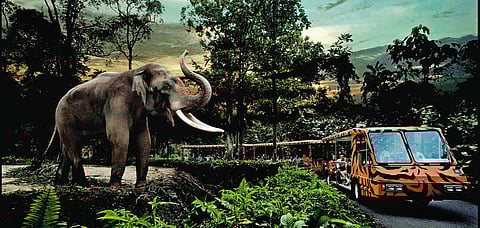 Feed elephants during the Night Safari