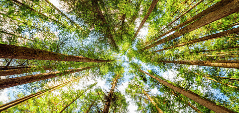 Trees form a beautiful canopy