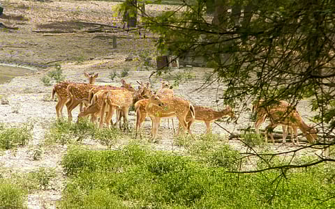 Wildlife Sanctuaries Of Karnataka