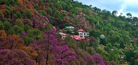 Hill stations like Kasauli are full of spring blooms at this time of the year