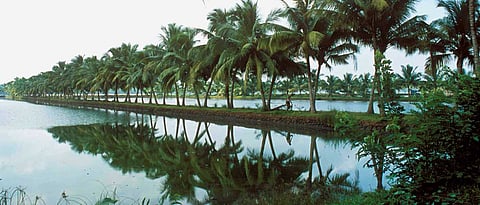 The backwaters in Kodungallur