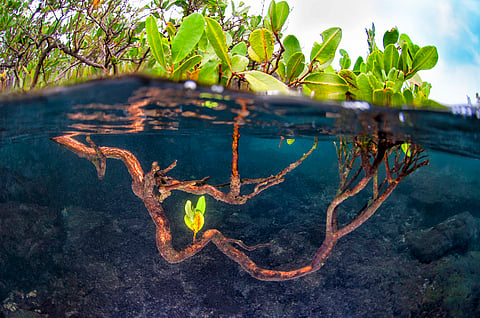 Mangroves are also at threat from human activities. Credit WWF