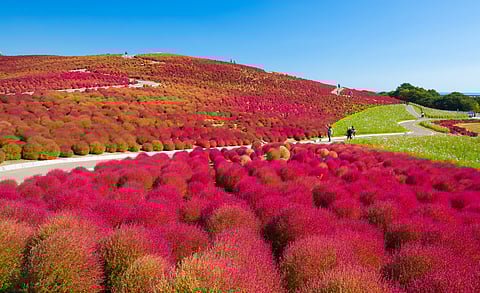 The Hitachi Seaside Park in Ibaraki prefecture, Japan, turns into a sea of magenta in autumn due to the presence of Kochia scoparia bushes