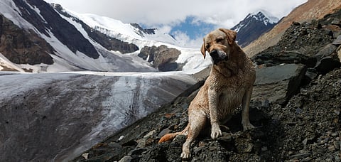 It is very important to carry pet medicines along in the journey