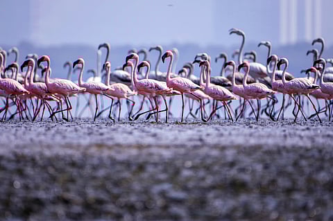 Flamingos in Thane Creek Flamingo Sanctuary Aneesh Kotwal / Shutterstock