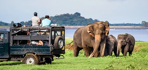 Elephant safari in Minneriya, Sri Lanka. Photo Credit Shutterstock