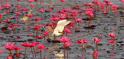 Chilika Lake is a great place for bird watchers