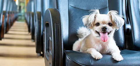 Planning To Travel With Your Pet Dog In Train Here's All You Need To Know. Credit Shutterstock
