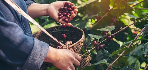The art of berry picking. Credit Shutterstock