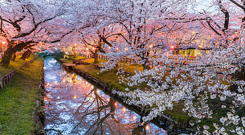 Cherry blossoms are just around the corner in Japan