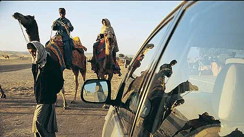 Only male camels are used for rides