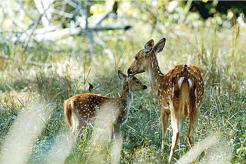 A safari trip to Tadoba