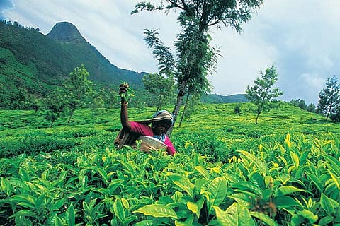 High tea at Kokkumalai