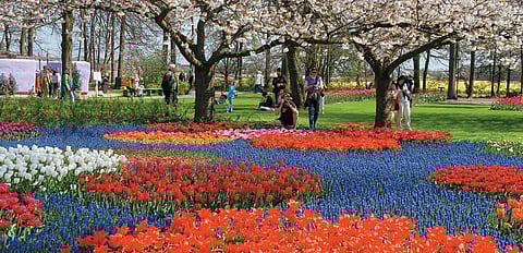 A picture-perfect way of rounding off your trip to Amsterdam is a visit to the Keukenhof Garden