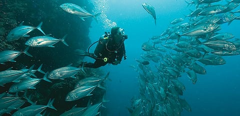 Swimming with the trevally at one of the dive sites in India