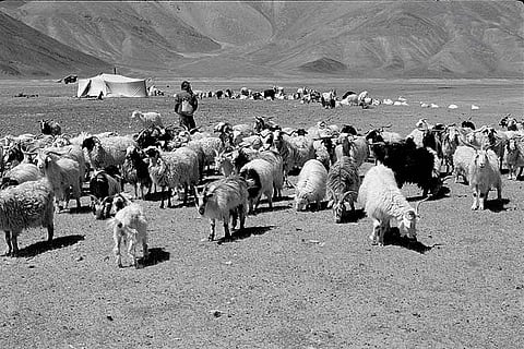 Camping with the nomads of Changthang plateau in Ladakh