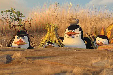 Meet the Penguins of Madagascar in New Zealand