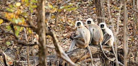 At the Pench National Park in Madhya Pradesh