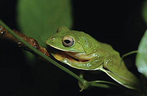 The hinterlands of Goa