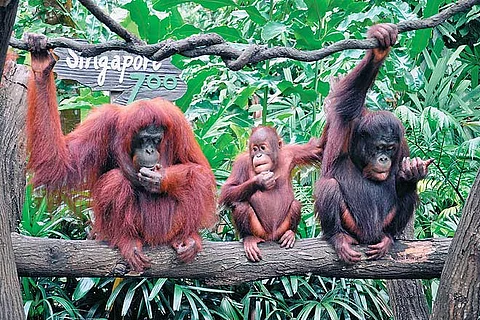 Breakfast with orangutans