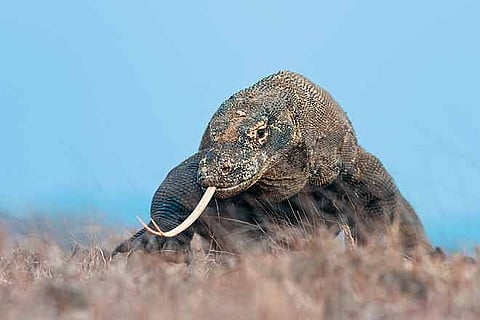 Indonesia Chasing Komodo Dragons