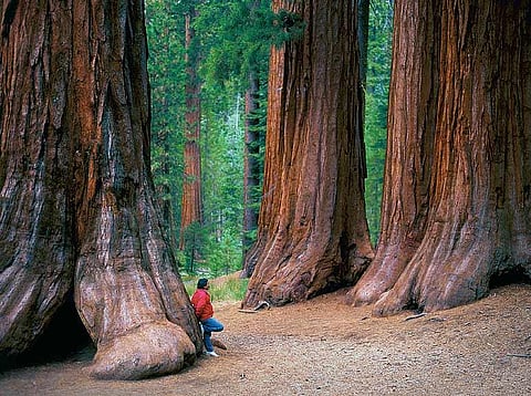 The mighty Sequoia, commonly known as redwood trees in Redwood National Park