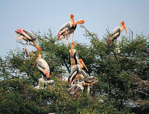 Painted storks and their chicks