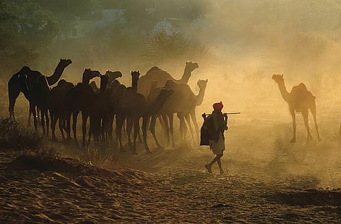 At the Pushkar Camel Fair of Rajasthan