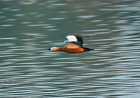 A Ruddy Shelduck in flight