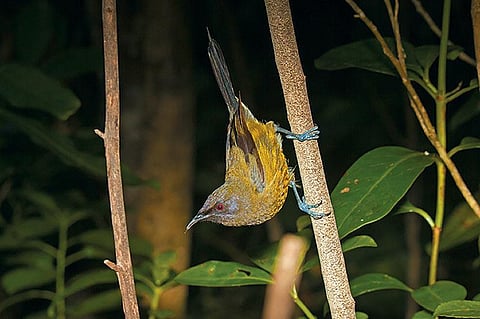 An adult Korimako, or bell bird