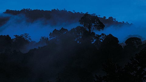 Borneo blues