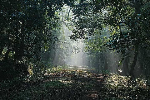 Cotigao forest bathed in sunlight