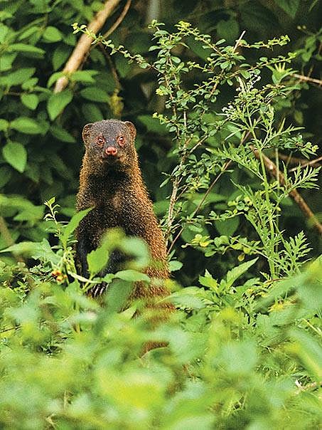 A stripe-necked mongoose scoping the terrain