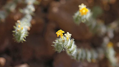 Ram bui (Arnebia hispidissima) at the Rao Jodha Desert Park