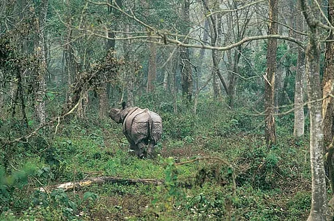 The stately beast in the Jaldapara sanctuary